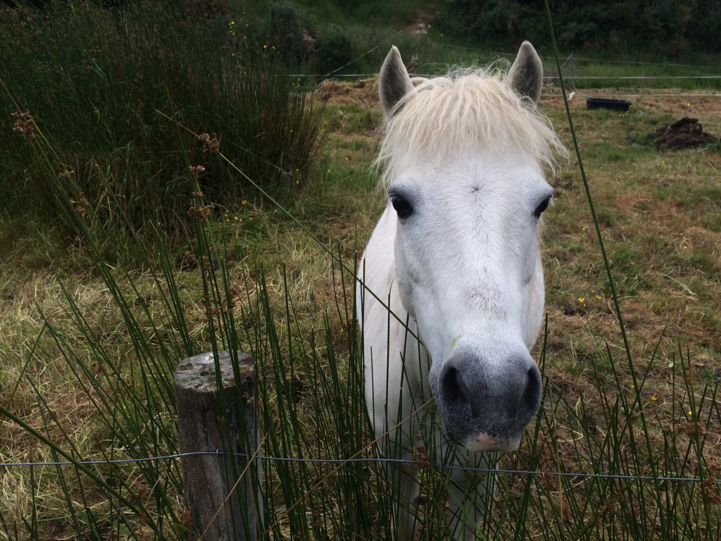 pony_otago_peninsula